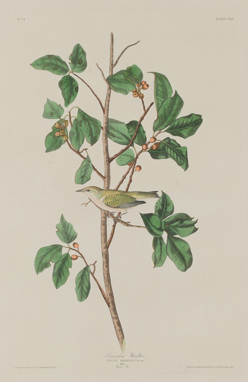 Tennessee Warbler, 1832. av Robert Havell