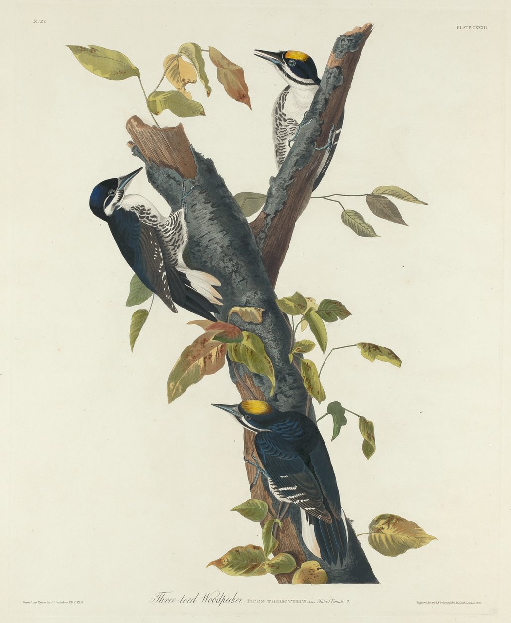 Tretået hakkespett, 1832. av Robert Havell