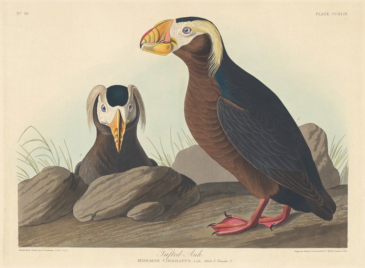 Tufted Auk, 1835. av Robert Havell