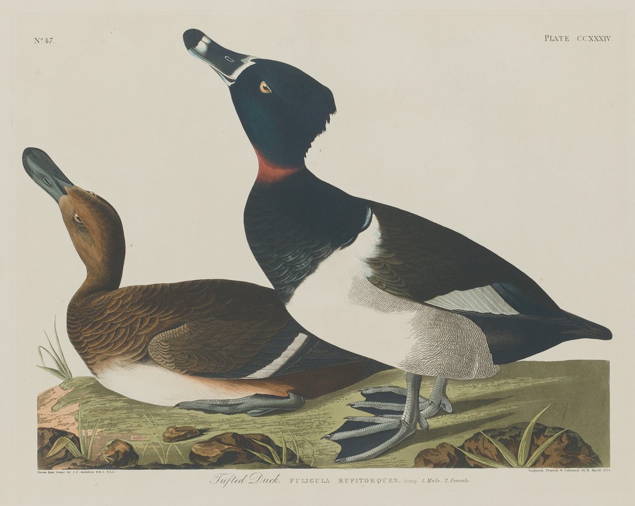Tufted Duck, 1834. av Robert Havell