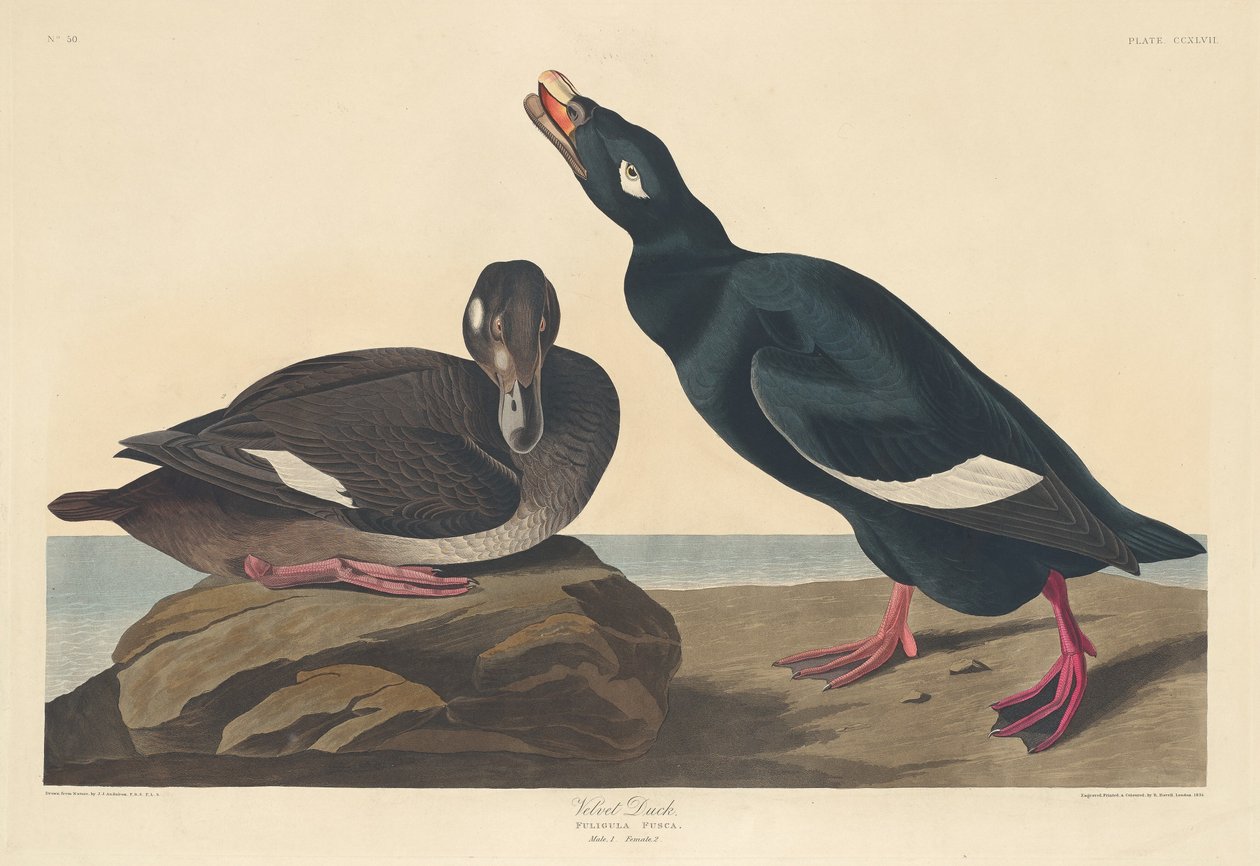 Fløyelsand, 1835. av Robert Havell