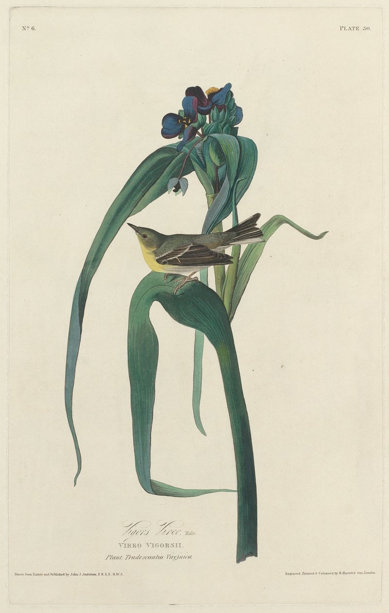Vigors Vireo, 1828. av Robert Havell