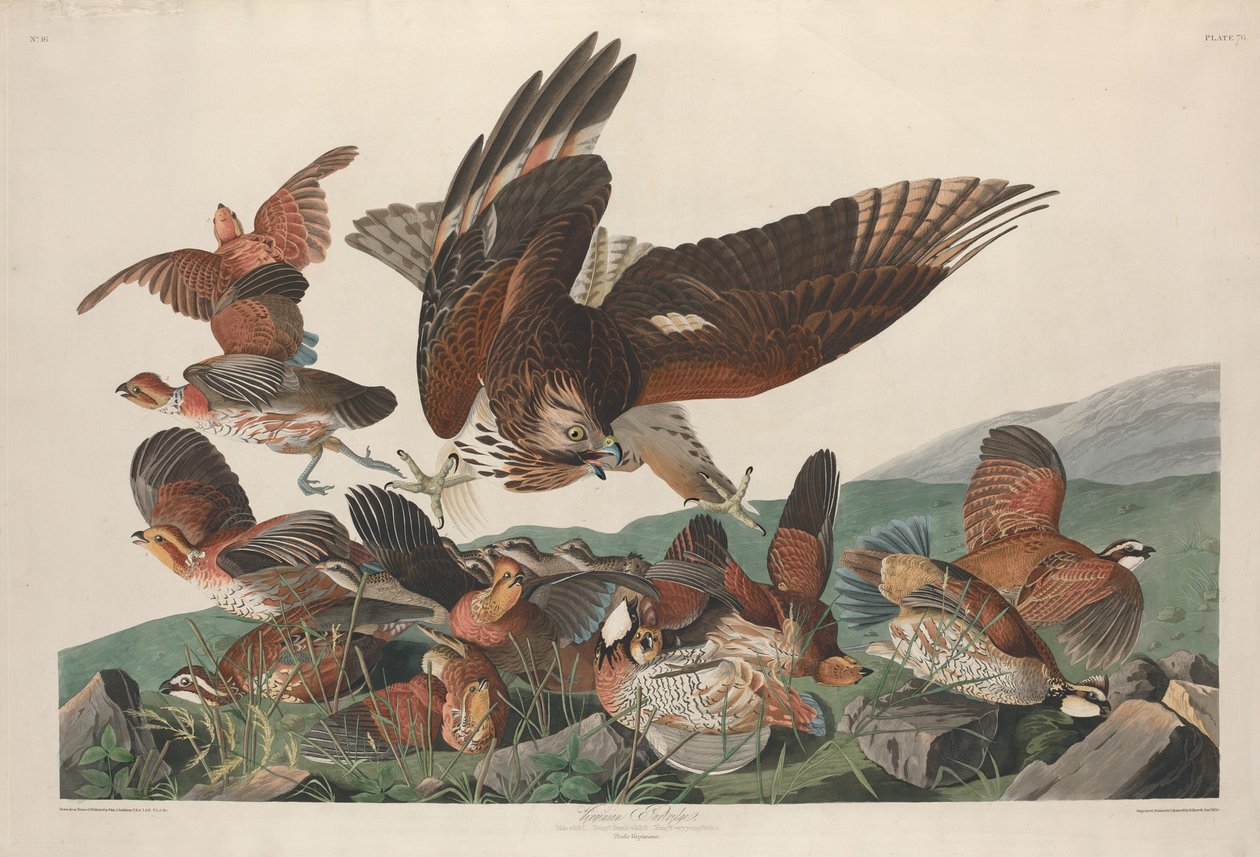 Virginian Partridge, 1830. av Robert Havell