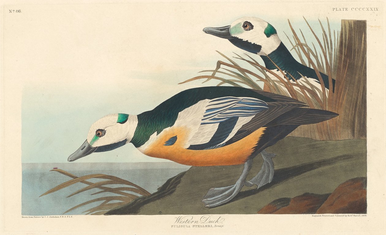 Western Duck, 1838. av Robert Havell