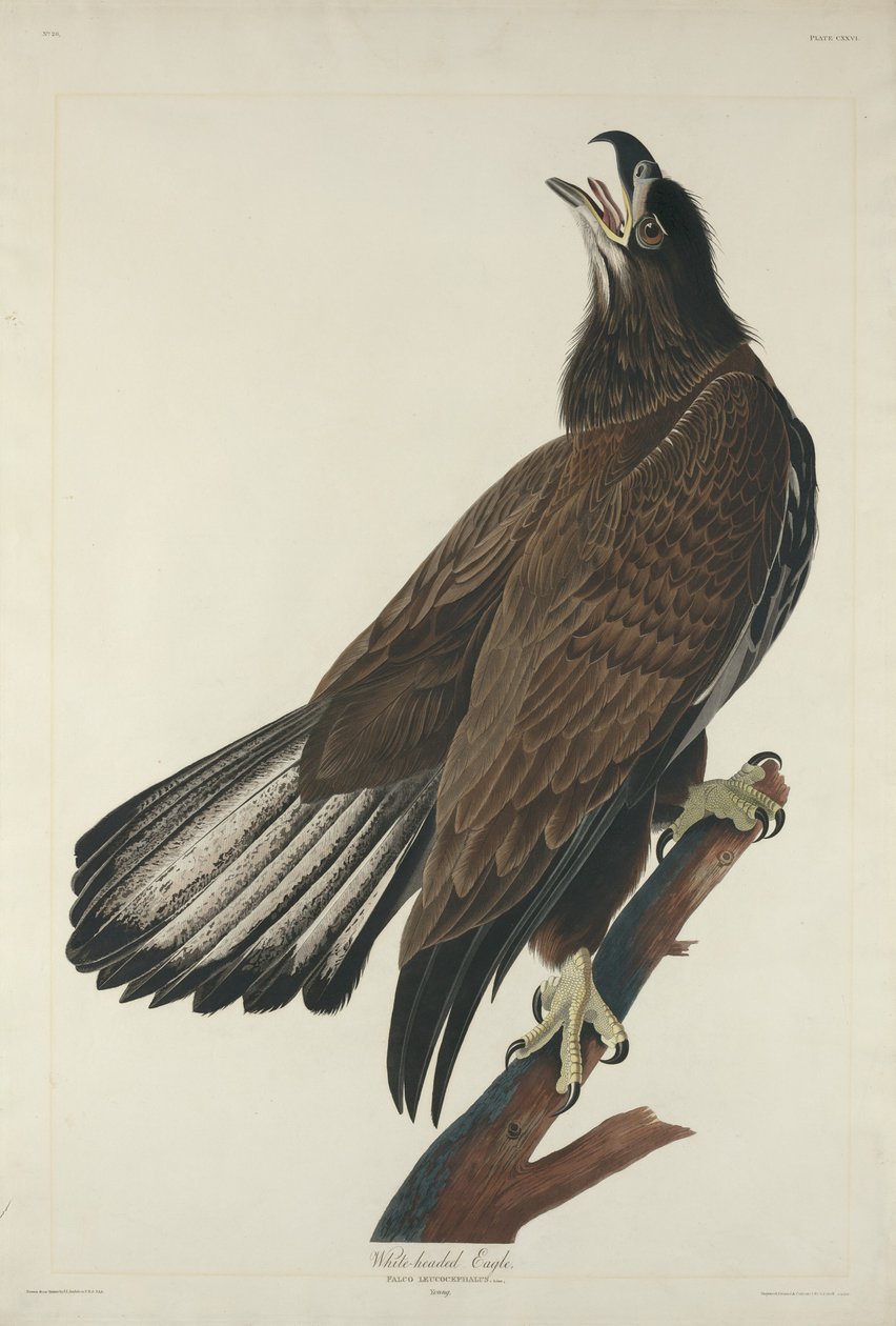 Hvithodeørn, 1832. av Robert Havell