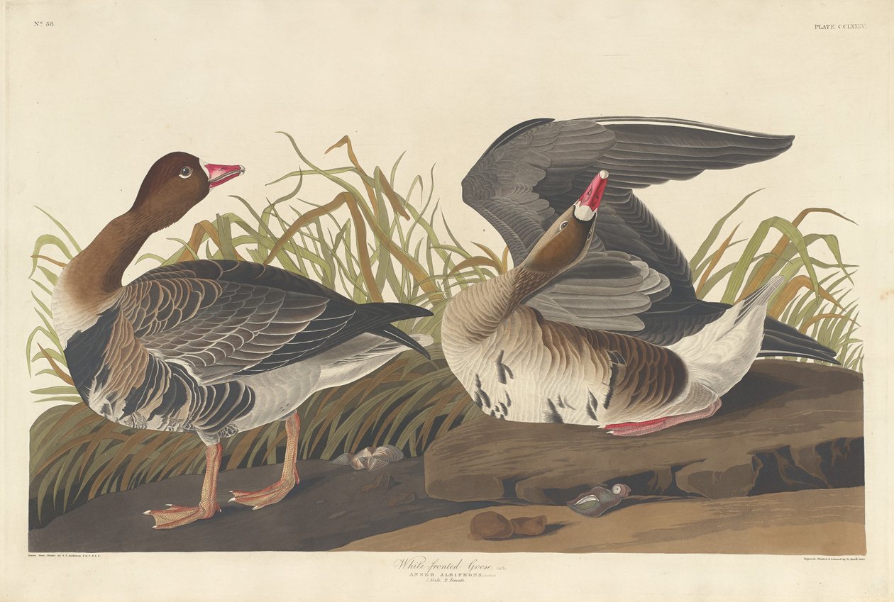 Blissgås, 1836. av Robert Havell