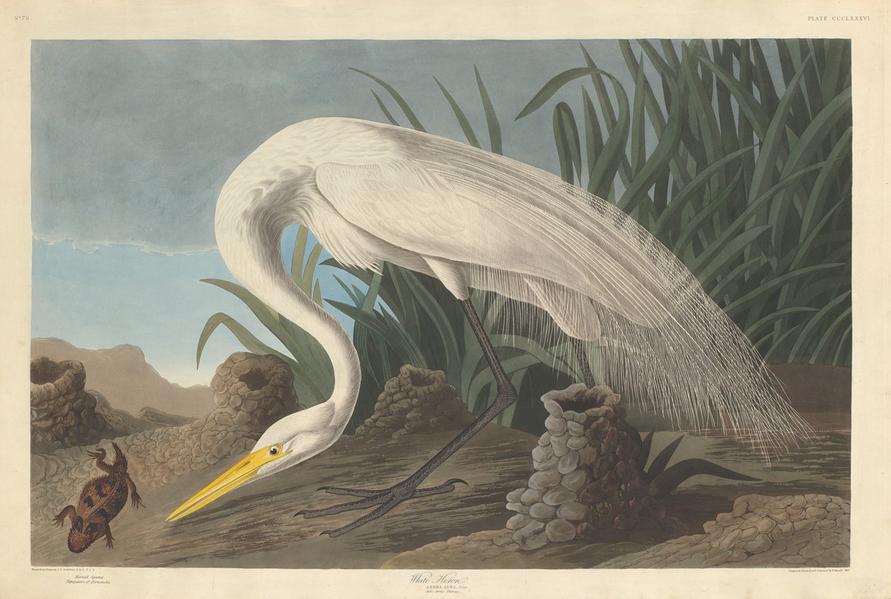 White Heron, 1837. av Robert Havell