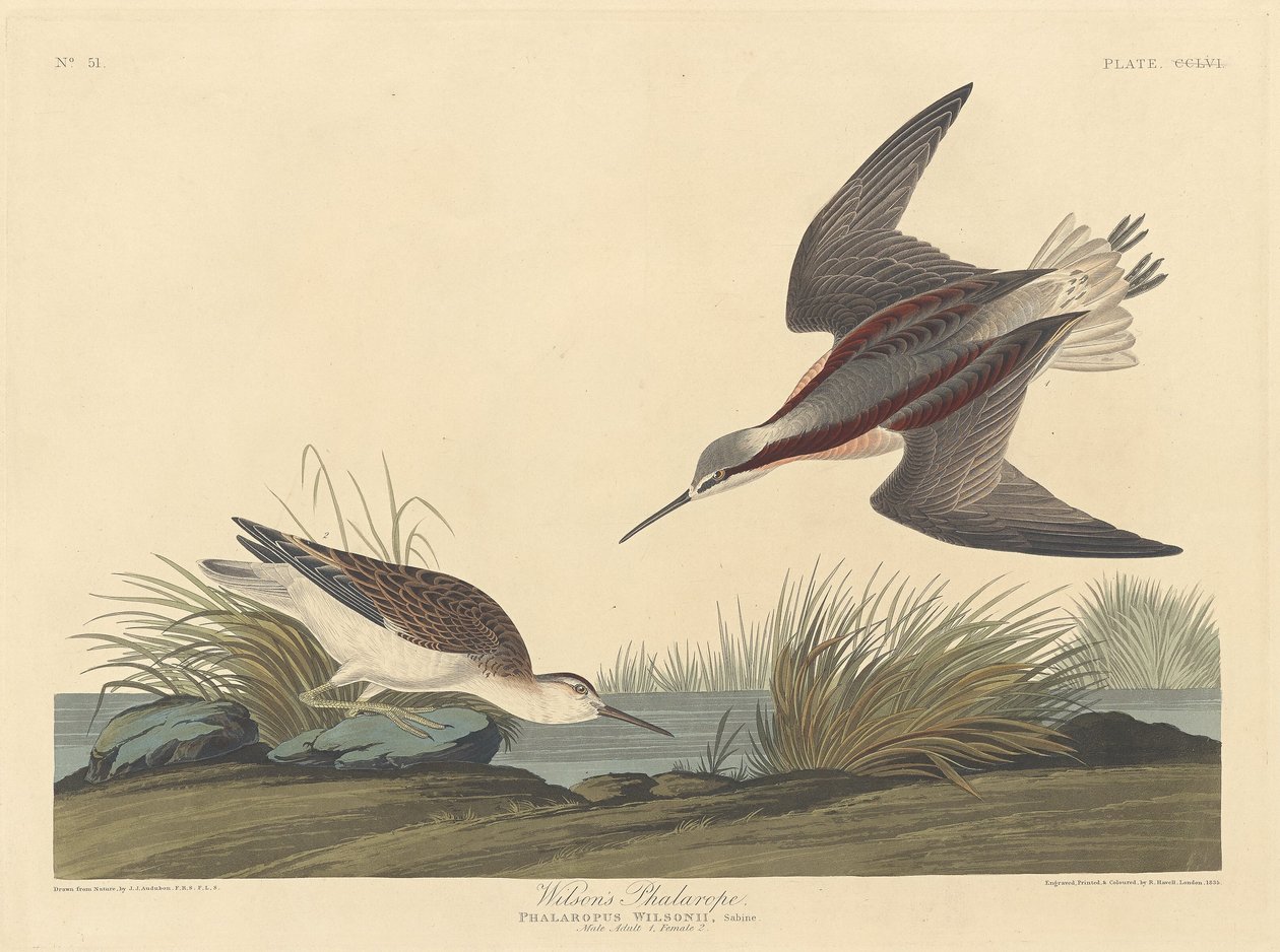 Wilsons Phalarope, 1835. av Robert Havell