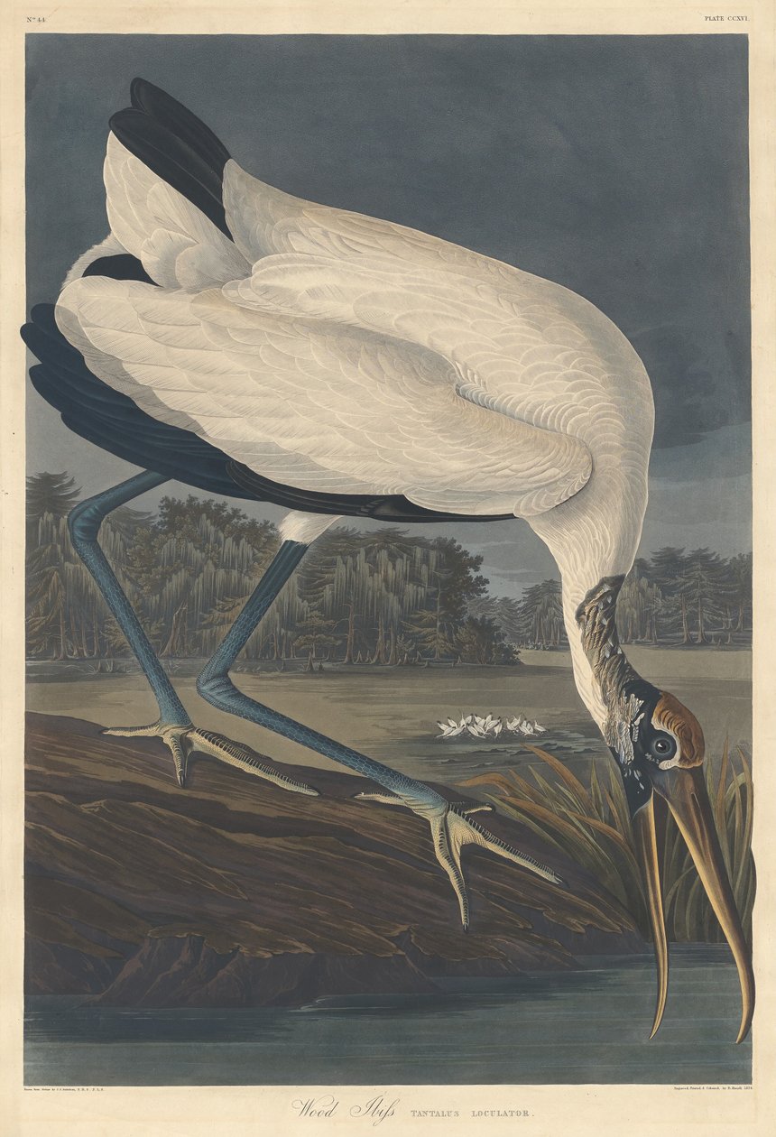 Wood Ibis, 1834. av Robert Havell