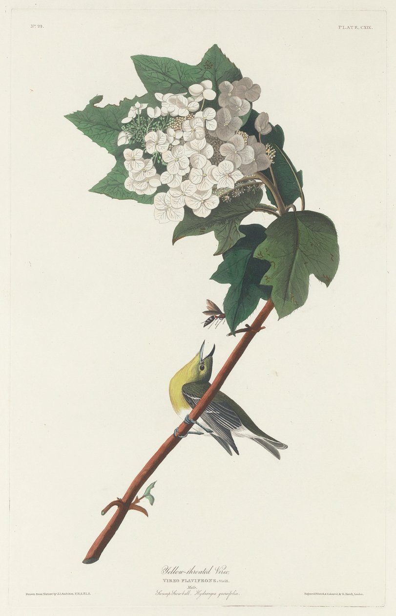 Gulstrupet Vireo, 1831. av Robert Havell
