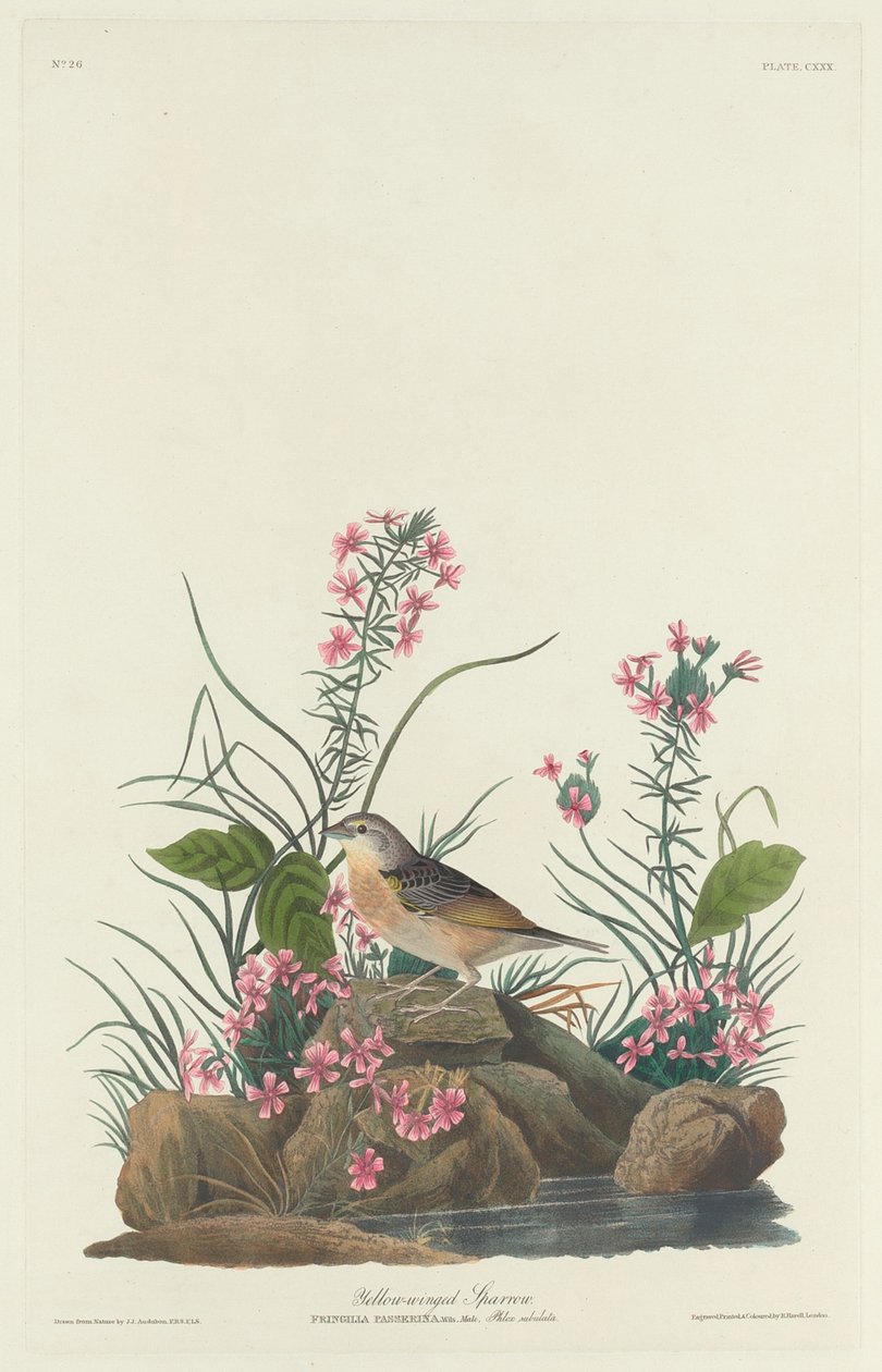 Gulvinget spurv, 1832. av Robert Havell