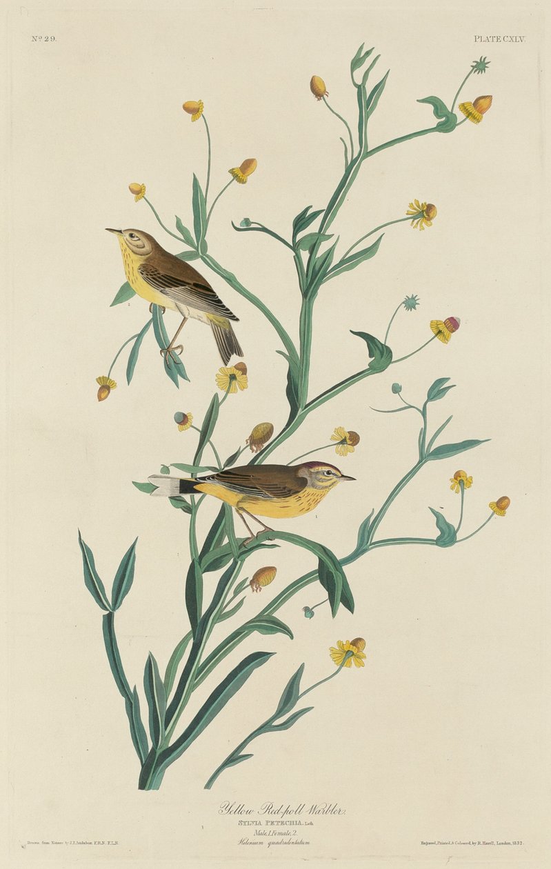 Gul rødsanger, 1832. av Robert Havell