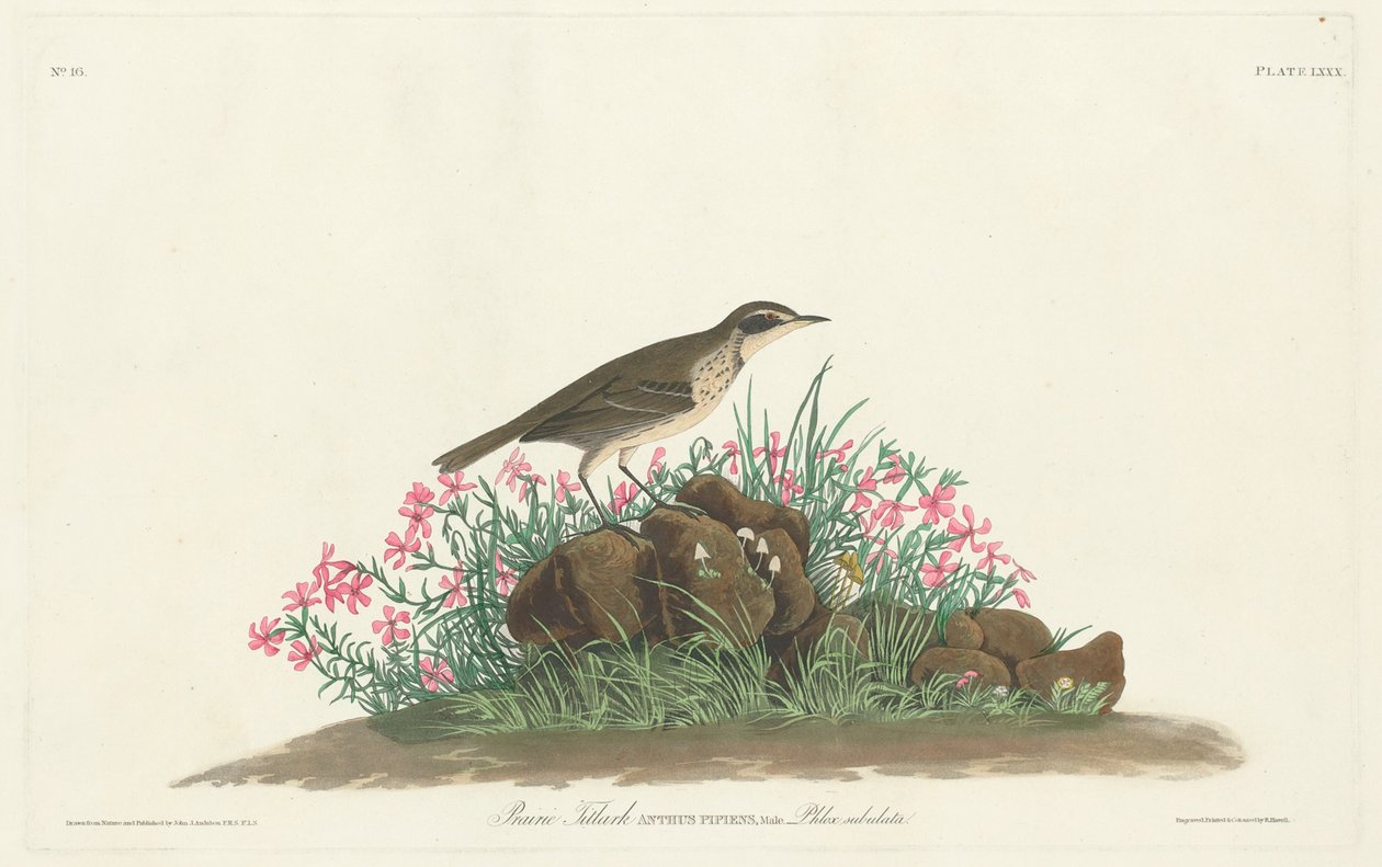 Prairie tittelark av Robert Havell, Jr. after John James Audubon