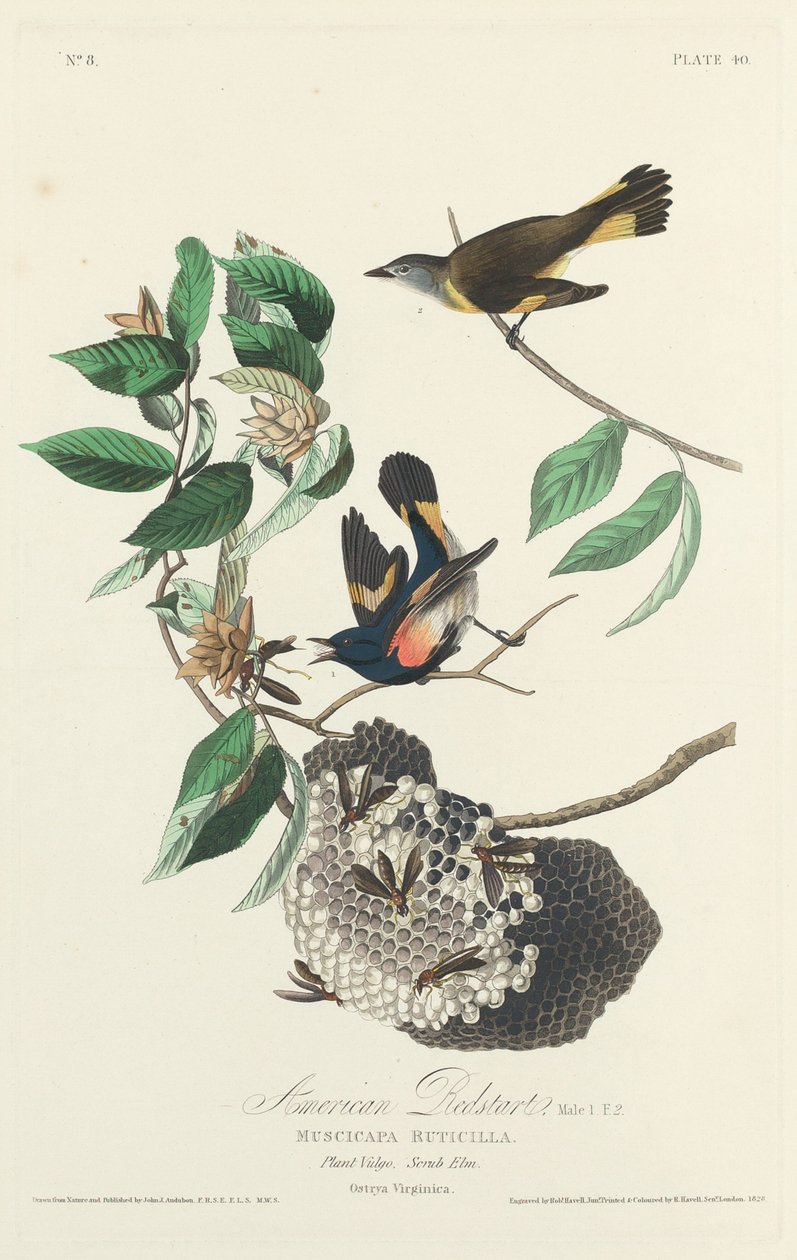 Amerikansk rødstart av Robert Havell after John James Audubon