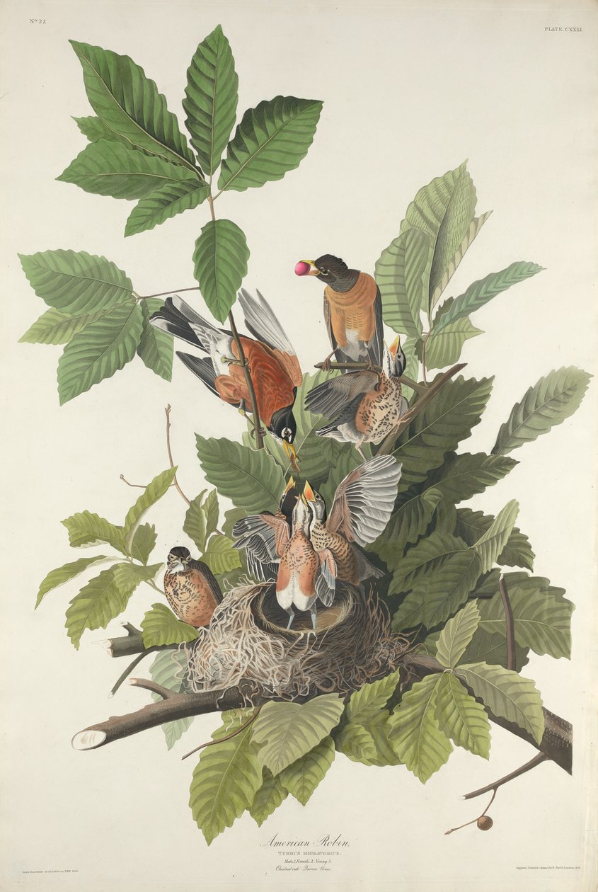 Amerikanske Robin av Robert Havell after John James Audubon