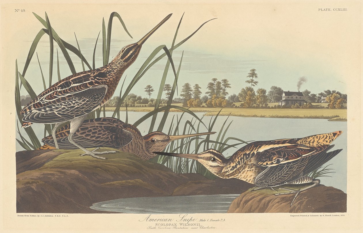 Amerikansk snipe av Robert Havell after John James Audubon