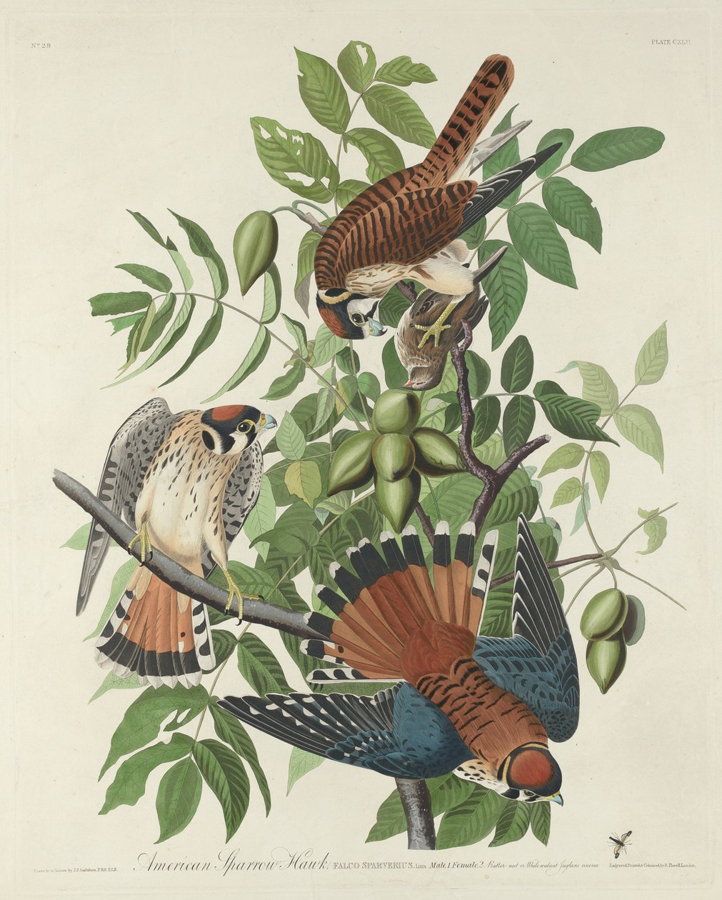 Amerikansk Sparrow Hawk av Robert Havell after John James Audubon