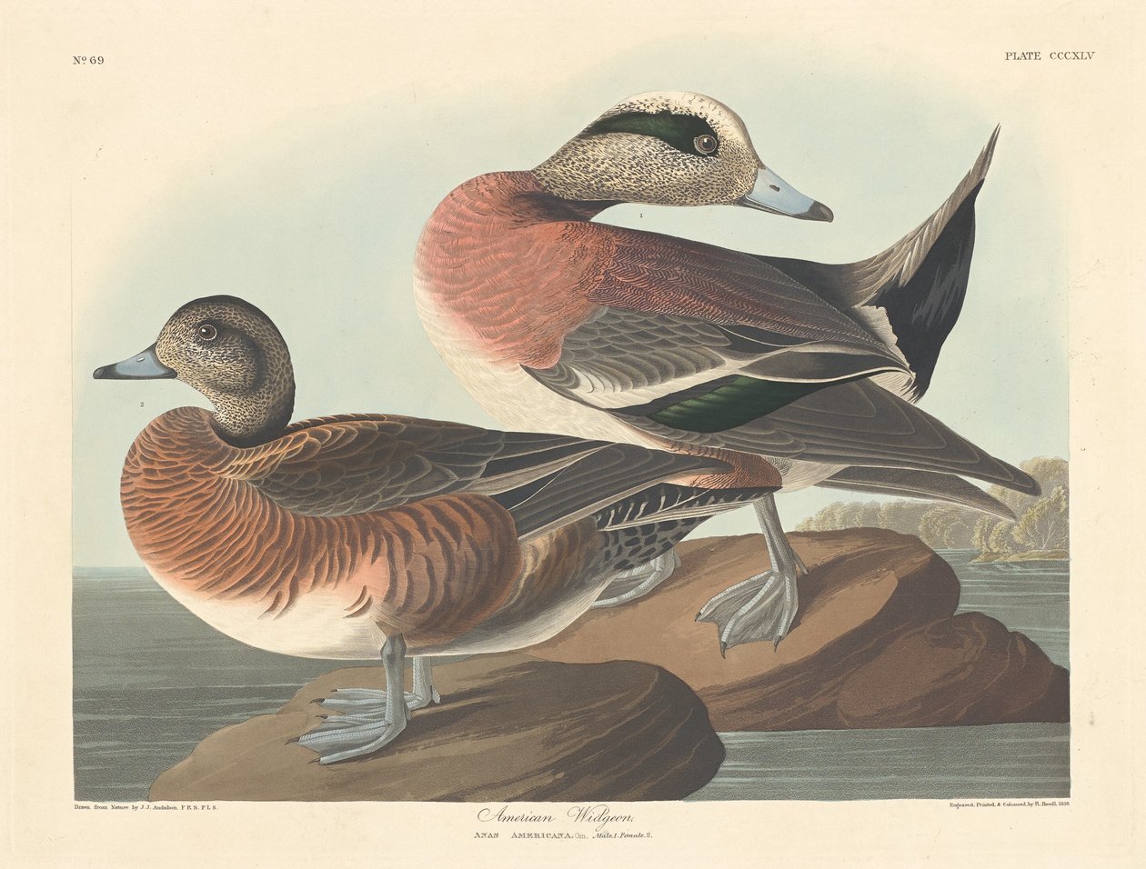 American Widgeon av Robert Havell after John James Audubon