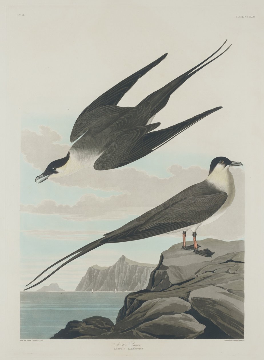 Arctic Jager av Robert Havell after John James Audubon