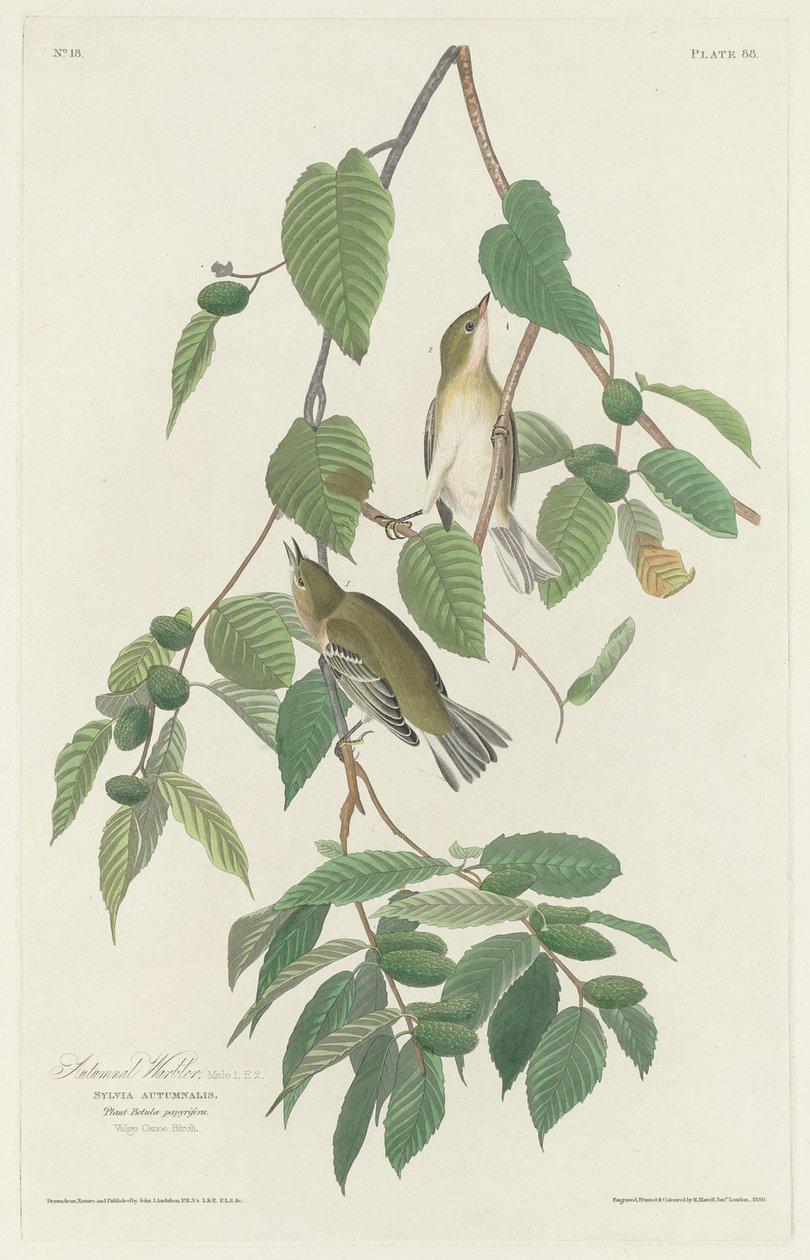 Høstsanger av Robert Havell after John James Audubon