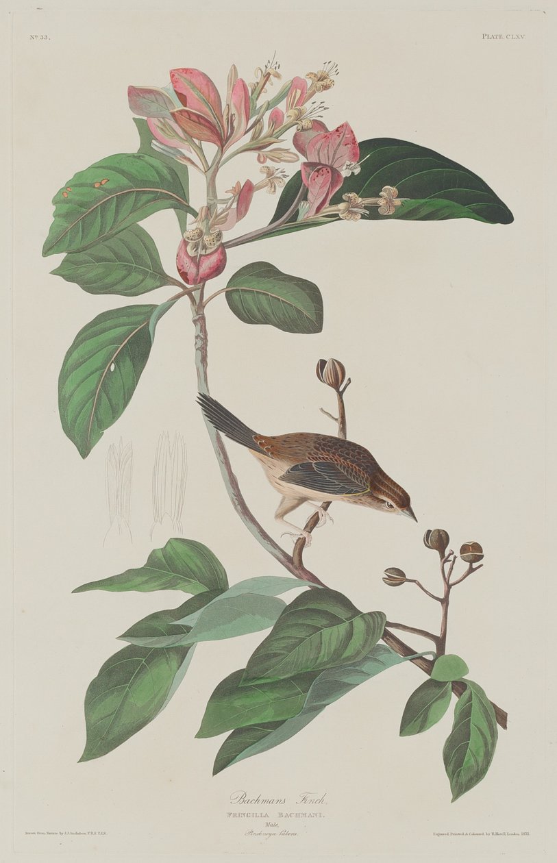 Bachmans Finch av Robert Havell after John James Audubon