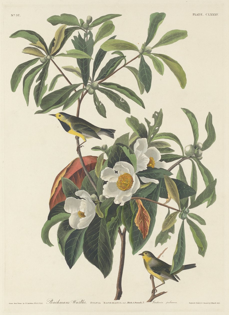 Bachmans sånger av Robert Havell after John James Audubon