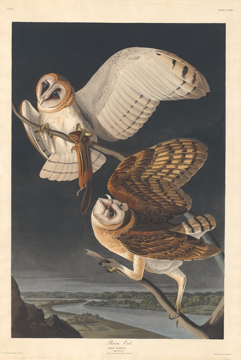 Låveugle av Robert Havell after John James Audubon