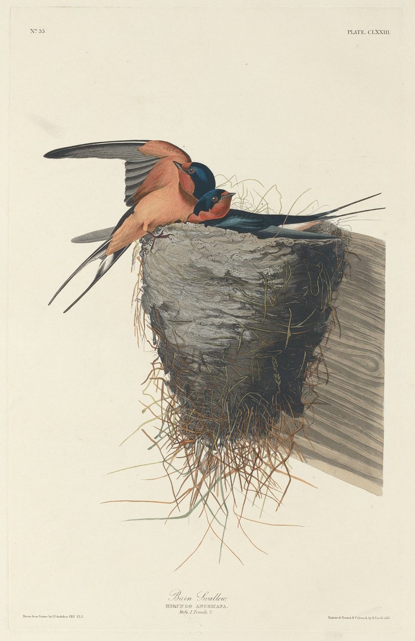 Låvesvale av Robert Havell after John James Audubon