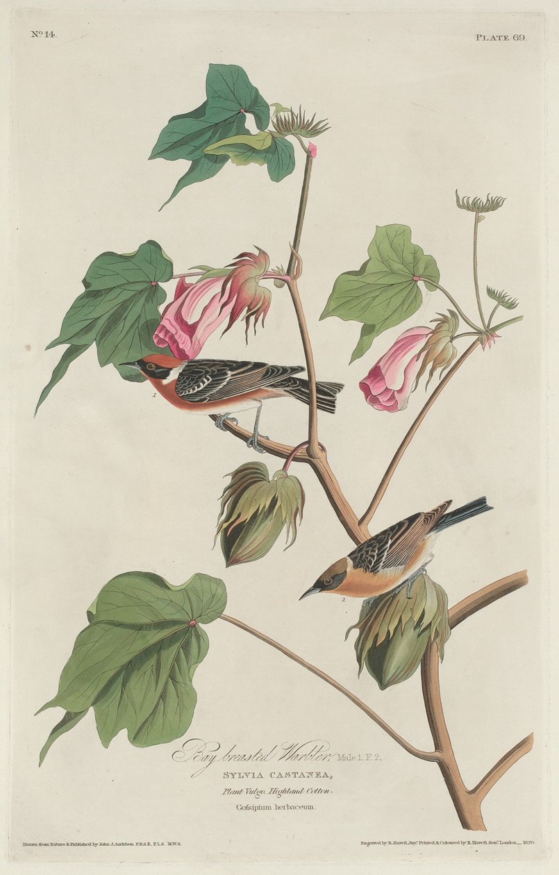 Blåbrystsanger av Robert Havell after John James Audubon