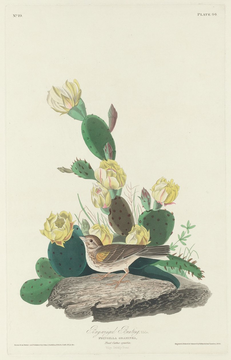 Bay-winged Bunting av Robert Havell after John James Audubon