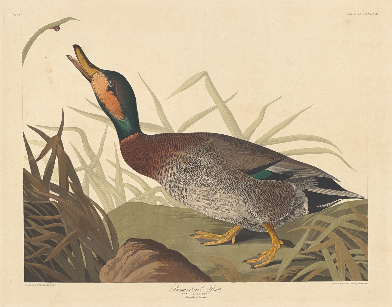 Bemaculated Duck av Robert Havell after John James Audubon