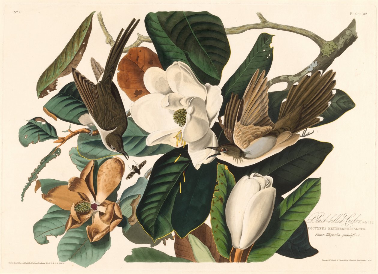 Svartnebbgjøk av Robert Havell after John James Audubon