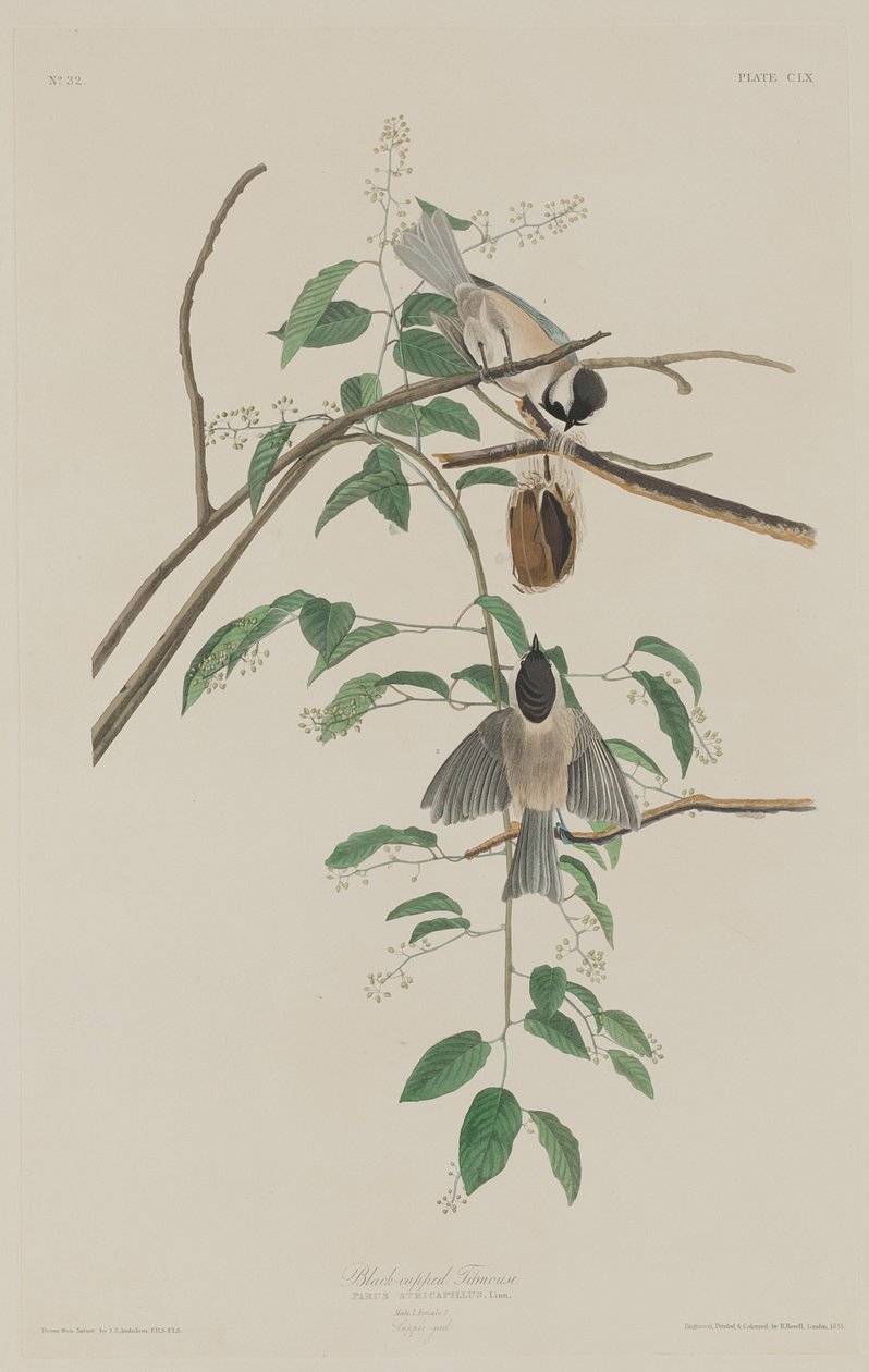 Svarthettet meise av Robert Havell after John James Audubon