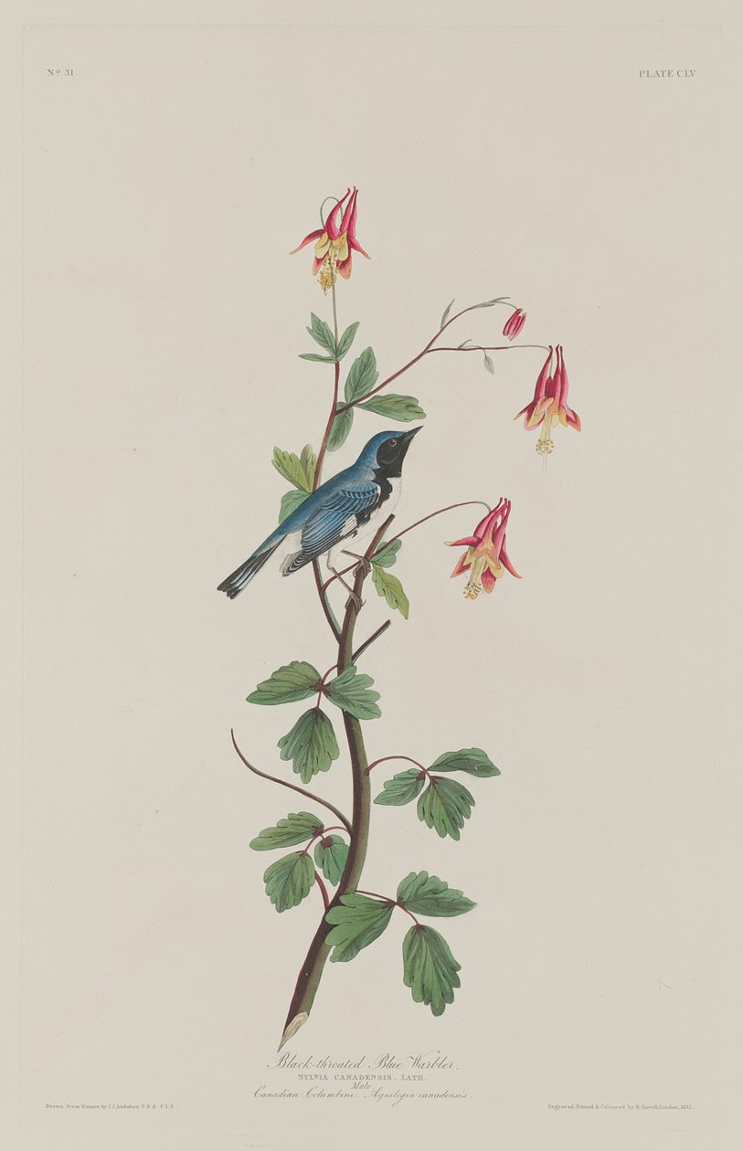 Svartstrupe blåsanger av Robert Havell after John James Audubon
