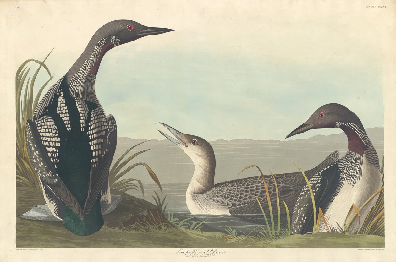 Svartstrupedykker av Robert Havell after John James Audubon