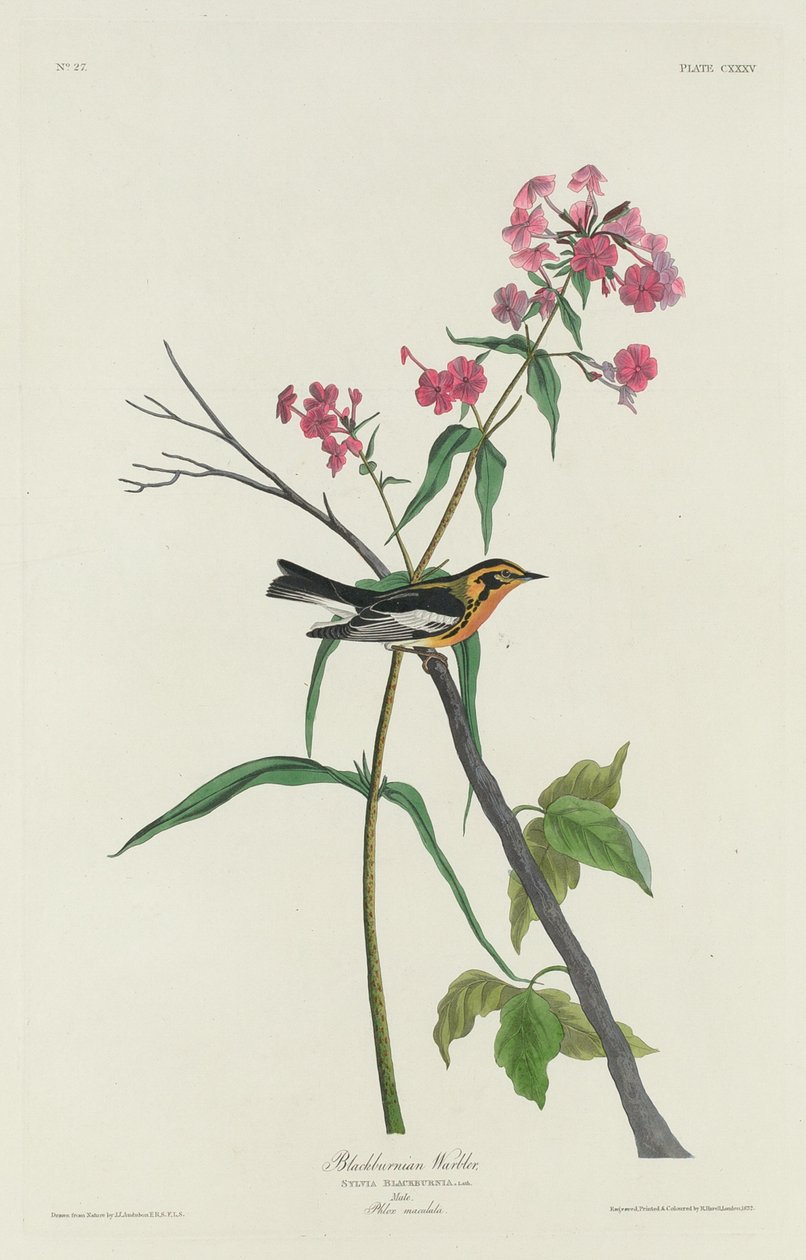 Blackburnian Warbler av Robert Havell after John James Audubon