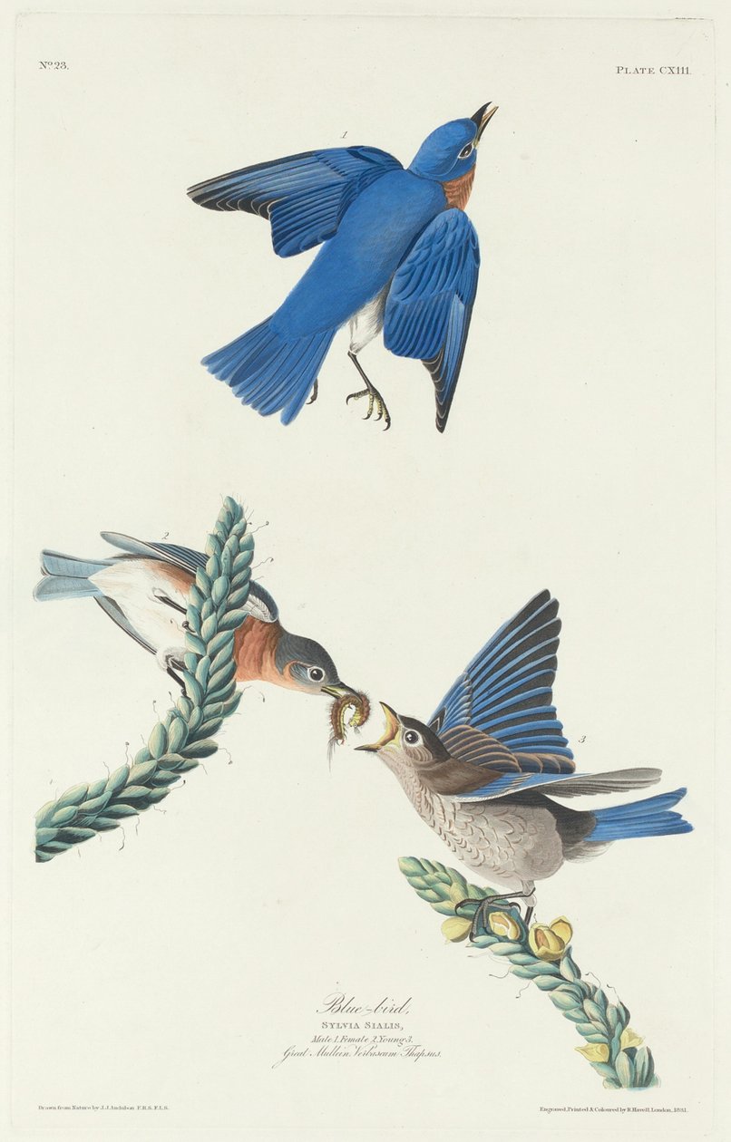 Blå fugl av Robert Havell after John James Audubon