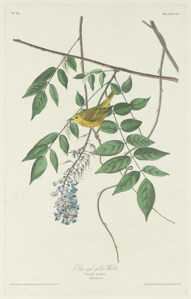 Blåøyd gulsanger av Robert Havell after John James Audubon
