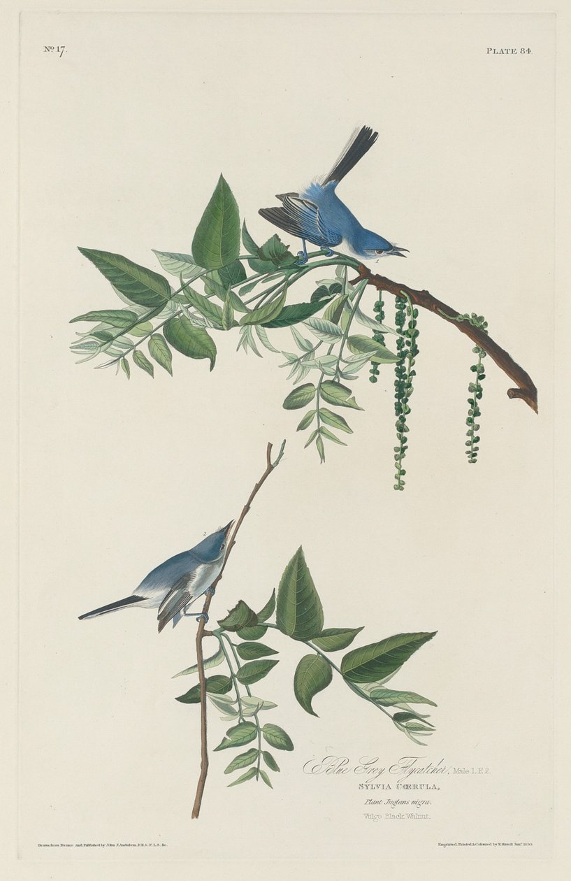 Blågrå fluesnapper av Robert Havell after John James Audubon