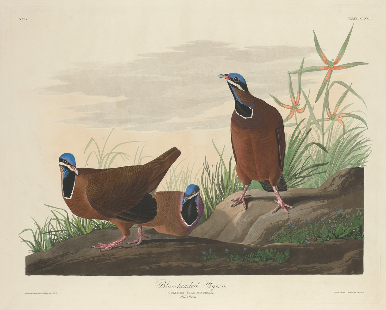 Blåhodedue av Robert Havell after John James Audubon