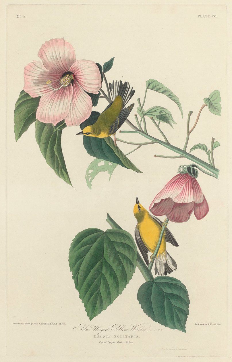 Blåvinget gulsanger av Robert Havell after John James Audubon