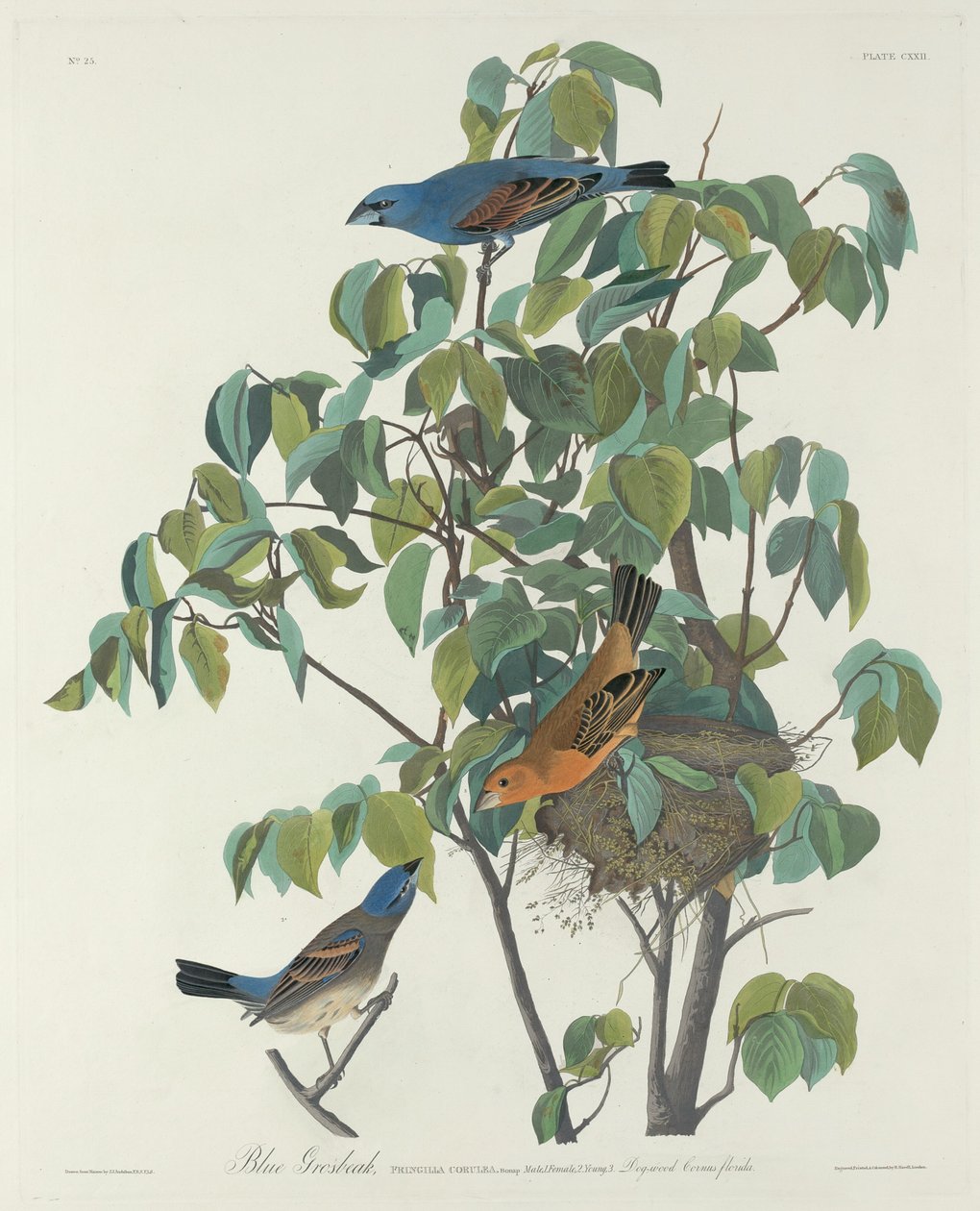 Blå Grosbeak av Robert Havell after John James Audubon