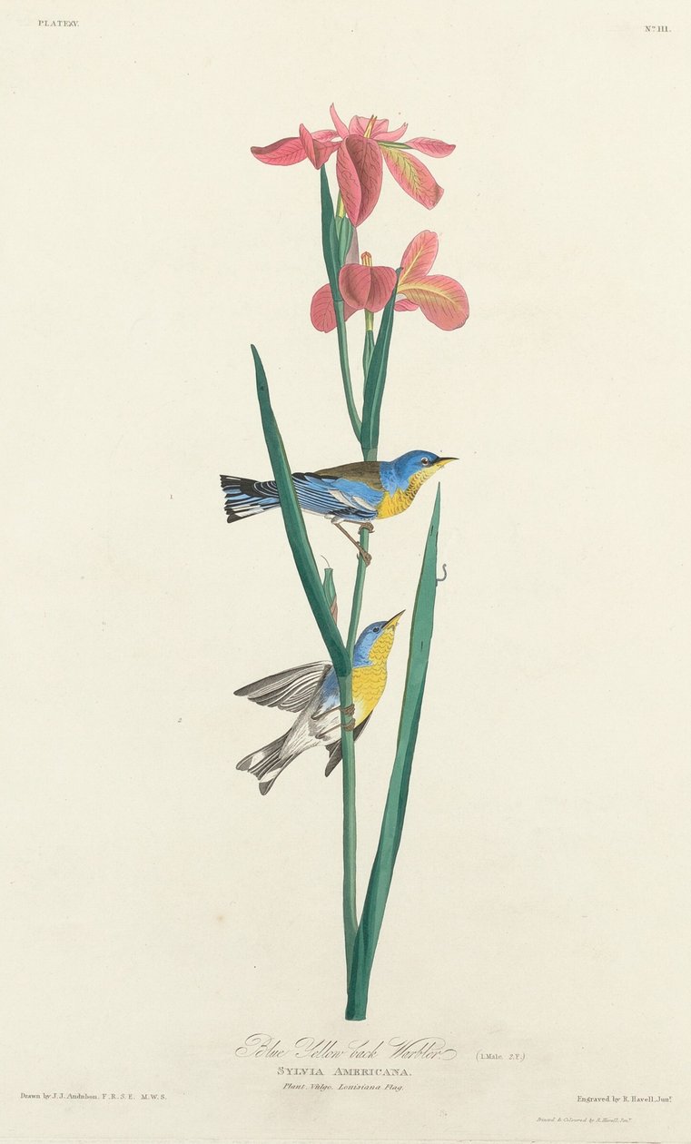 Blå gulryggsanger av Robert Havell after John James Audubon