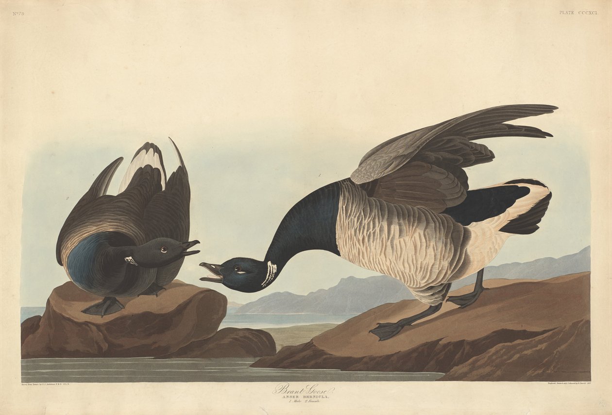 Brant Goose av Robert Havell after John James Audubon
