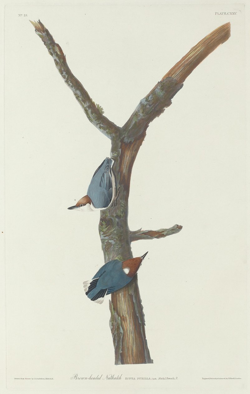 Brunhodet nøttetre av Robert Havell after John James Audubon