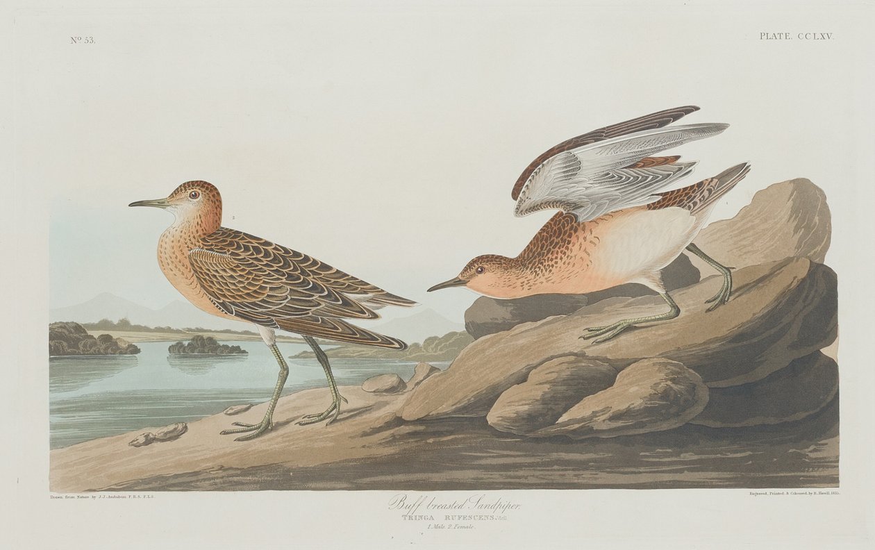 Buff-breasted Sandpiper av Robert Havell after John James Audubon
