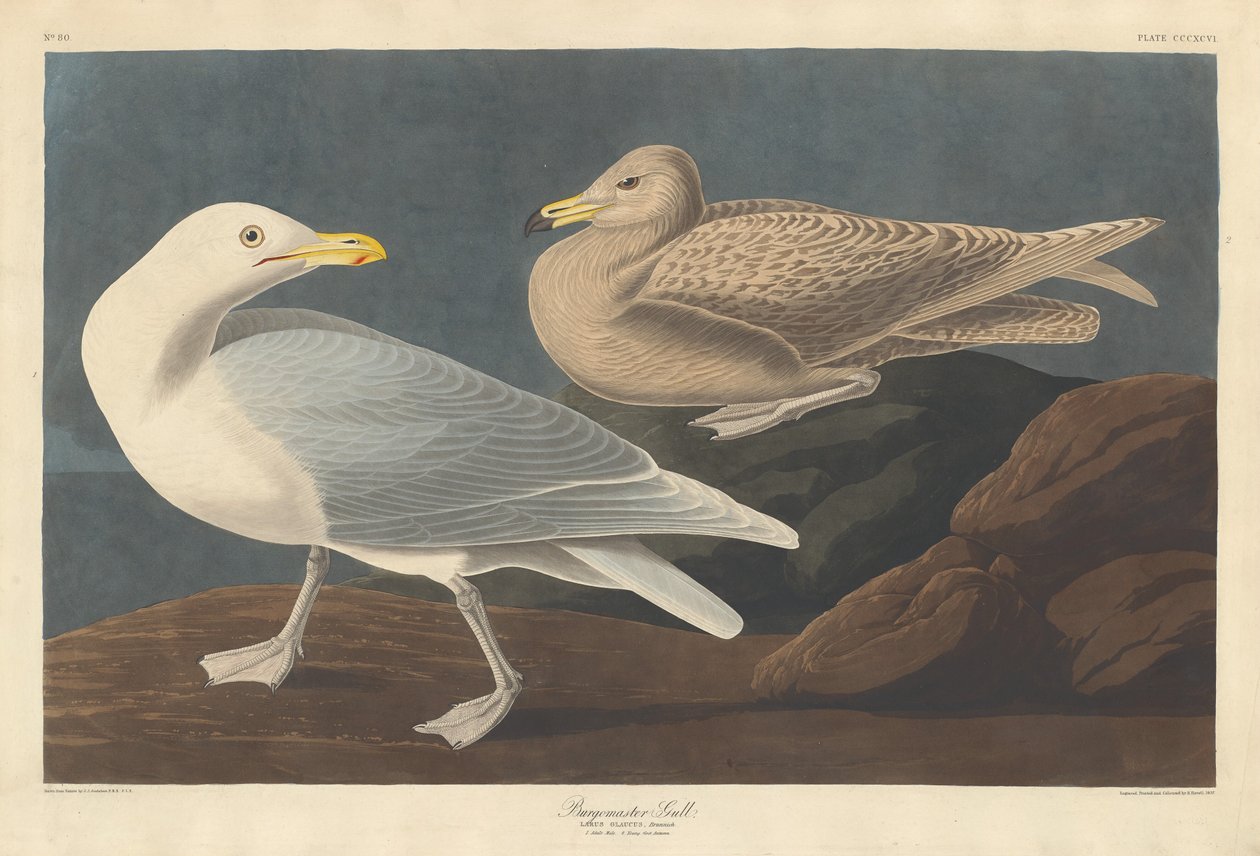 Borgmester Gull av Robert Havell after John James Audubon