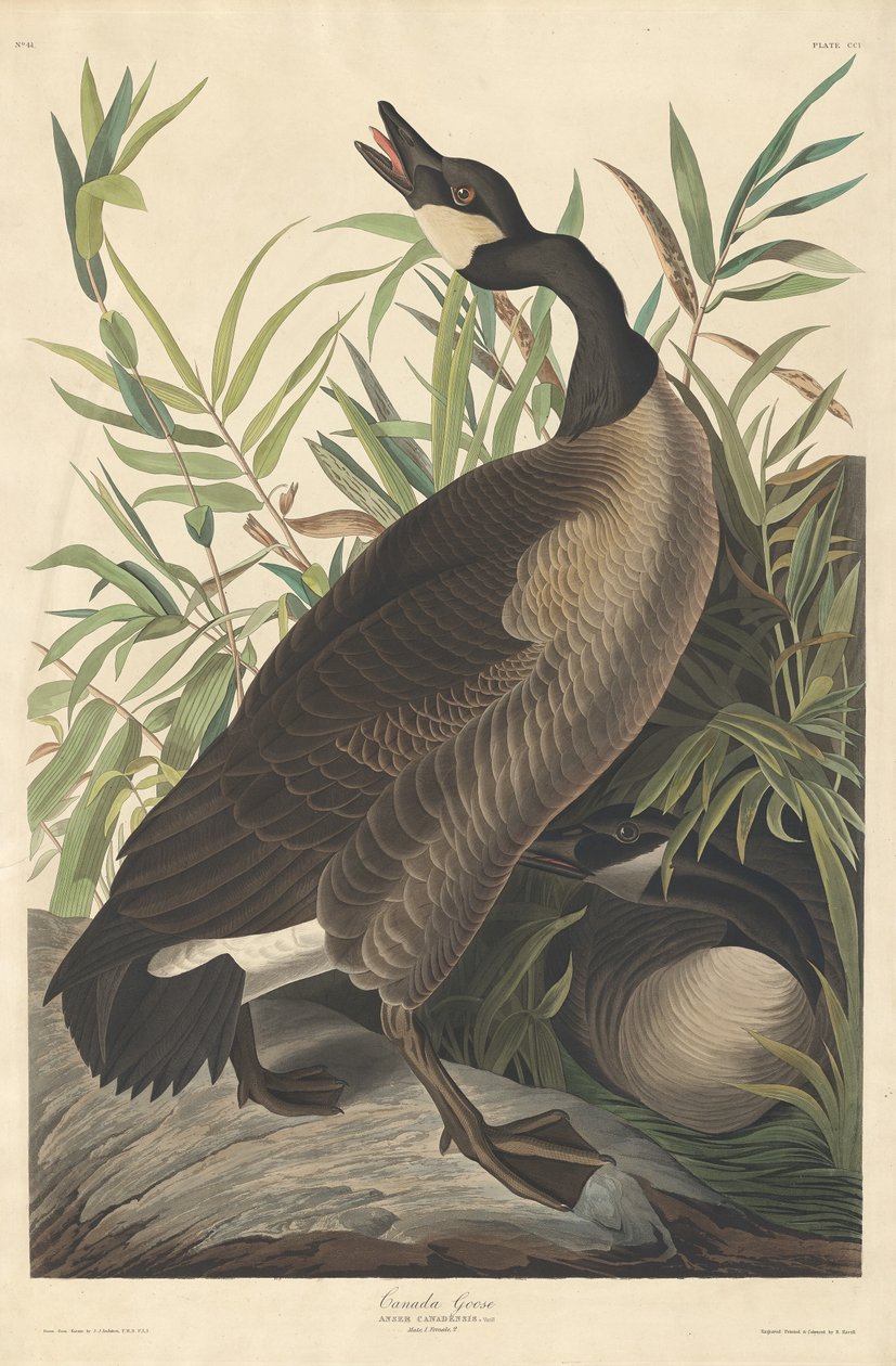 Canada Goose av Robert Havell after John James Audubon