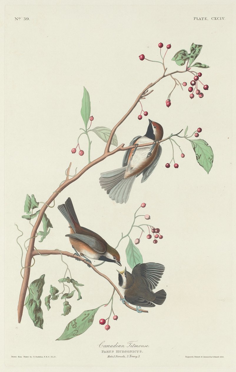 Kanadisk meis av Robert Havell after John James Audubon