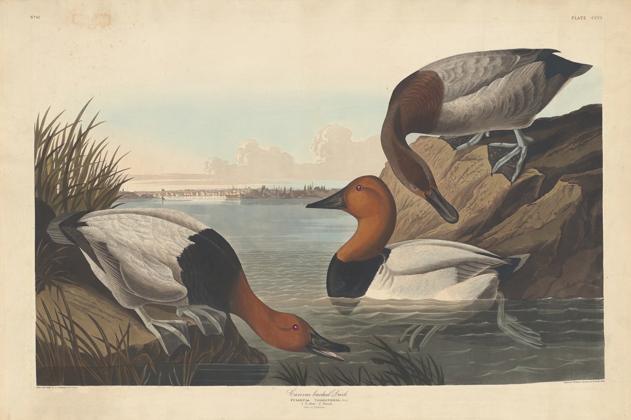 Duck med lerret av Robert Havell after John James Audubon